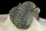 Gerastos Trilobite Fossil - Foum Zguid, Morocco #145737-5